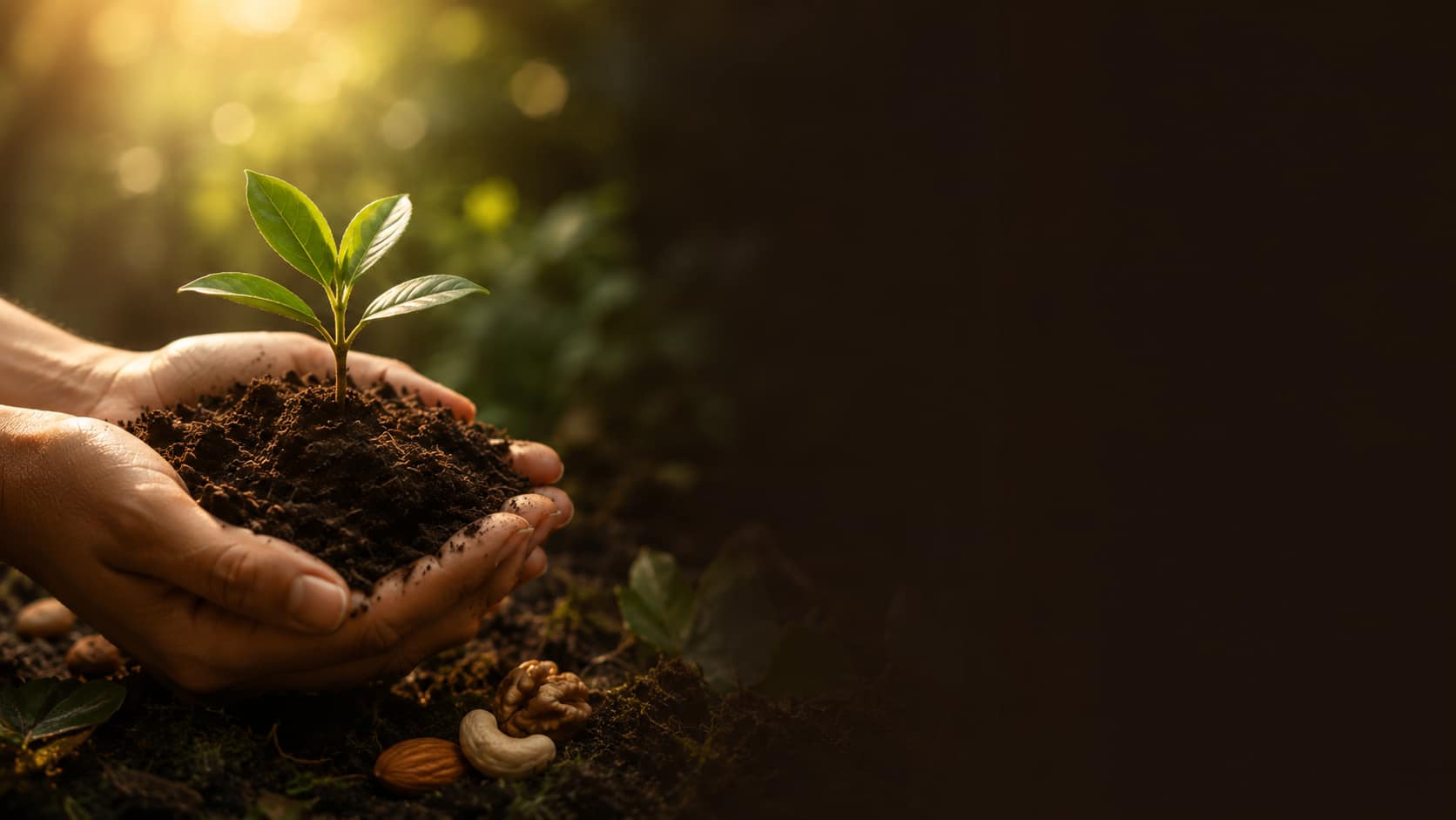 Hands cradling a young seedling in rich soil